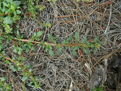 Calandrinia monandra