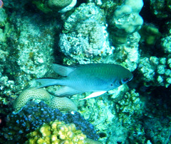 Amblyglyphidodon indicus