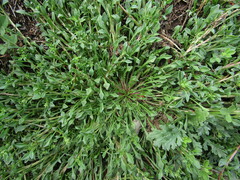 Calandrinia monandra