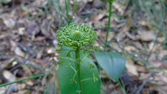 Malaxis unifolia