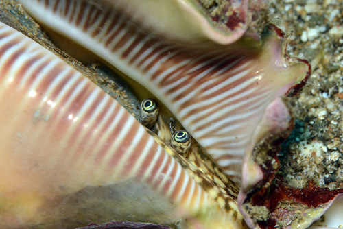 Millipede Spider Conch