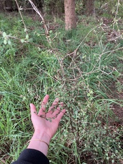 Coprosma crassifolia