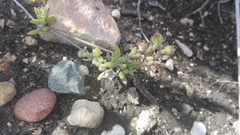 Drosanthemum intermedium