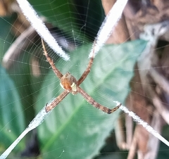 Argiope perforata