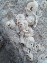 Vermetoidea