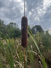 Typha