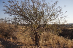 Prosopis glandulosa