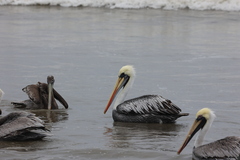 Pelecanus thagus