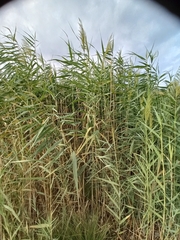 Arundo donax