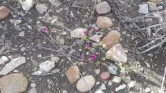 Drosanthemum intermedium