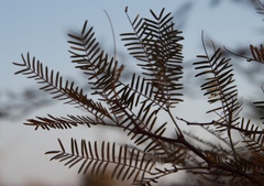 Prosopis glandulosa