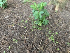 Muehlenbeckia australis