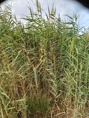 Arundo donax