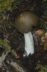 Megacollybia