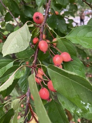 Malus baccata