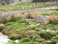 Egretta novaehollandiae novaehollandiae