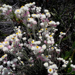 Achyranthemum paniculatum