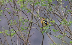 Pheucticus chrysogaster