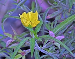 Ludwigia bonariensis