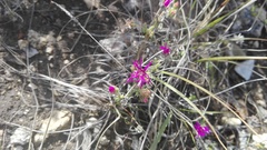 Drosanthemum intermedium