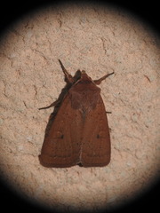 Xestia castanea