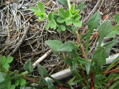 Calandrinia compressa