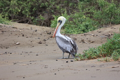 Pelecanus thagus