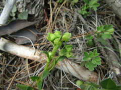 Calandrinia compressa