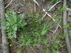 Calandrinia compressa