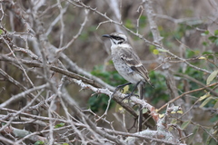 Mimus longicaudatus