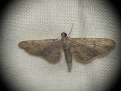 Eupithecia absinthiata
