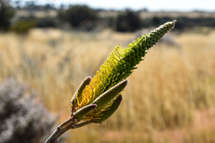 Grevillea eriostachya