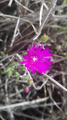 Drosanthemum intermedium