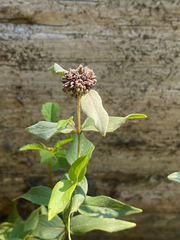 Pycnanthemum