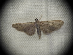 Eupithecia absinthiata