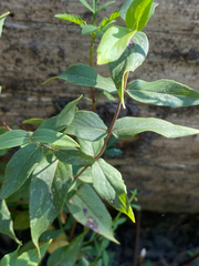 Pycnanthemum