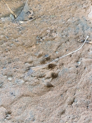 Lontra longicaudis