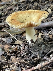 Russula grata