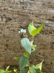 Pycnanthemum