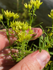 Euthamia leptocephala