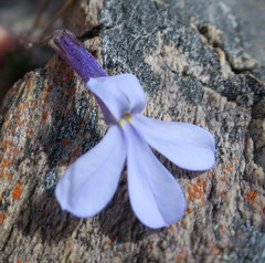 Lobelia dichroma
