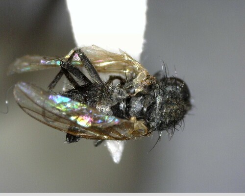 iNaturalist observation photo of Flies