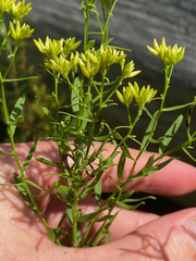 Euthamia leptocephala