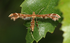 Oxyptilus pilosellae