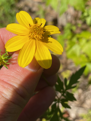 Bidens polylepis