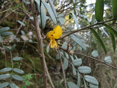 Sophora macrocarpa