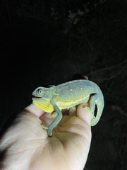 Chamaeleo dilepis