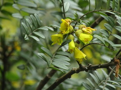 Sophora macrocarpa