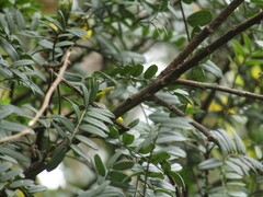 Sophora macrocarpa