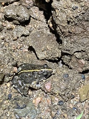 Phrynobatrachus natalensis